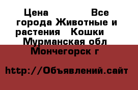 Zolton › Цена ­ 30 000 - Все города Животные и растения » Кошки   . Мурманская обл.,Мончегорск г.